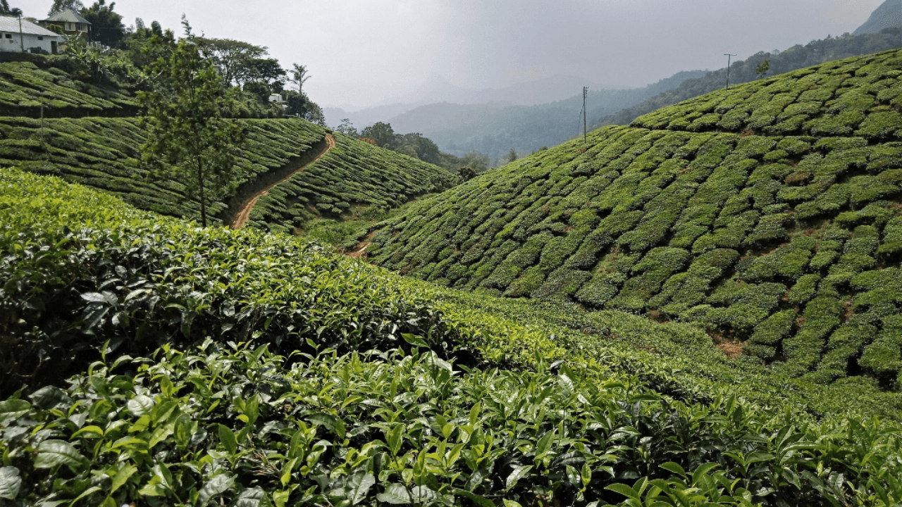 Top 10 Hill Stations in India: Munnar, Kerala