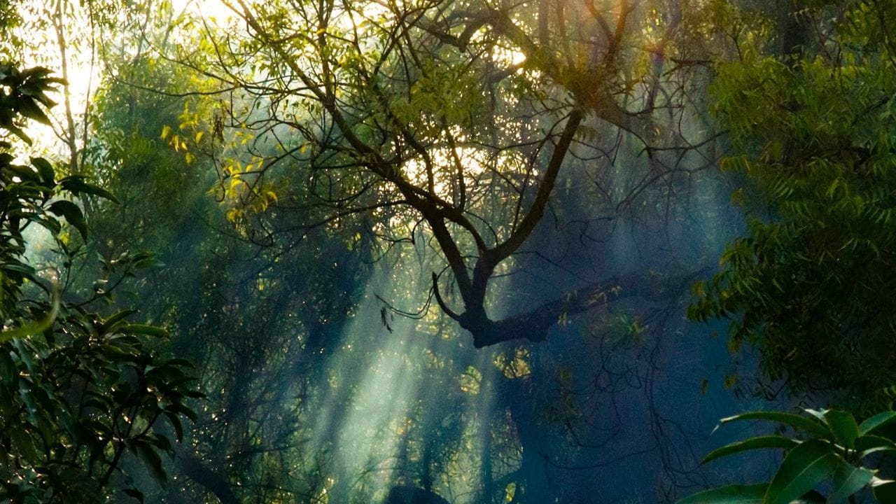 अमेज़न वर्षावन