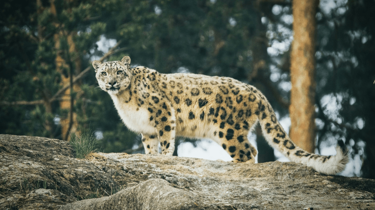 अंतरराष्ट्रीय हिम तेंदुआ दिवस