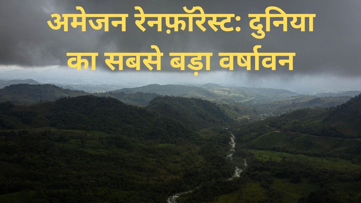 अमेजन रेनफ़ॉरेस्ट
