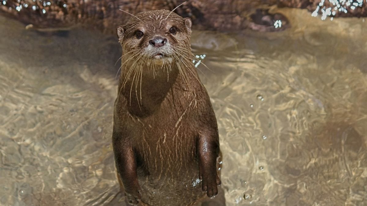 कावेरी बेसिन में ऊदबिलाव संरक्षण पहल