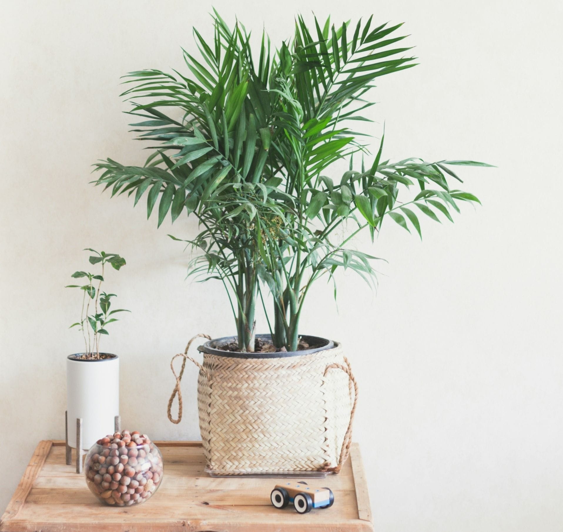 घर में ऑक्सीजन बढ़ाने वाले पौधे