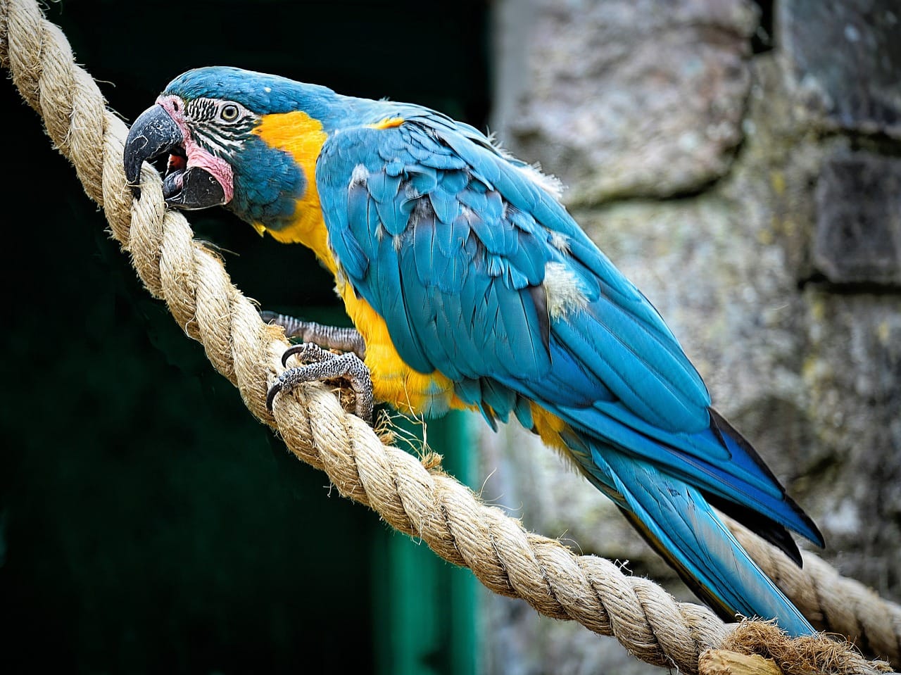 Worlds Top 10 Rarest Birds: Blue-throated Macaw