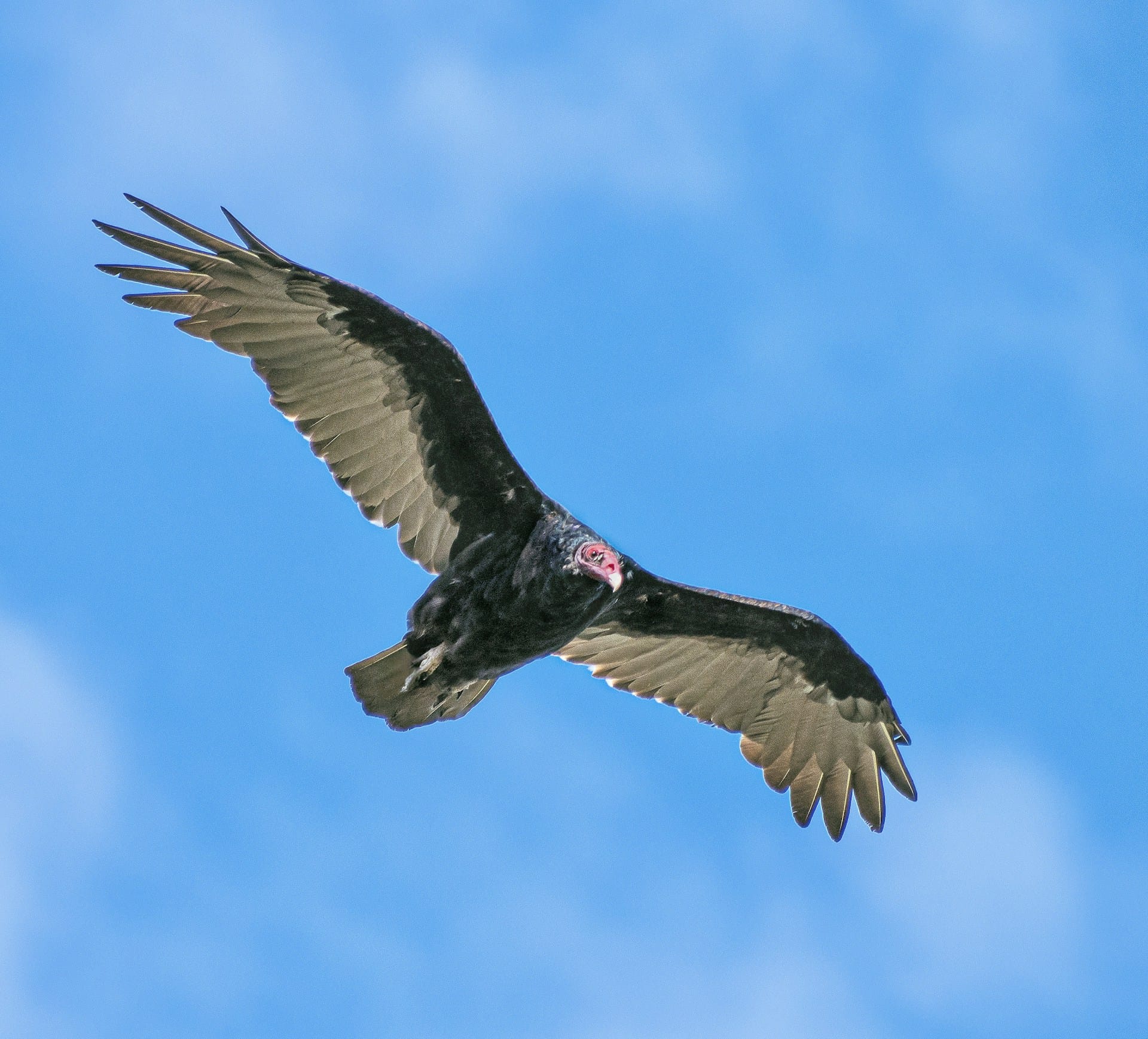 Worlds Top 10 Rarest Birds: California Condor