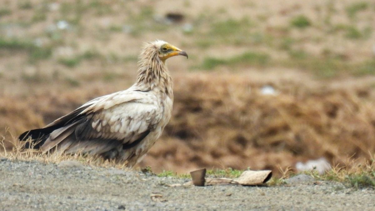 egyptian vultures return indore