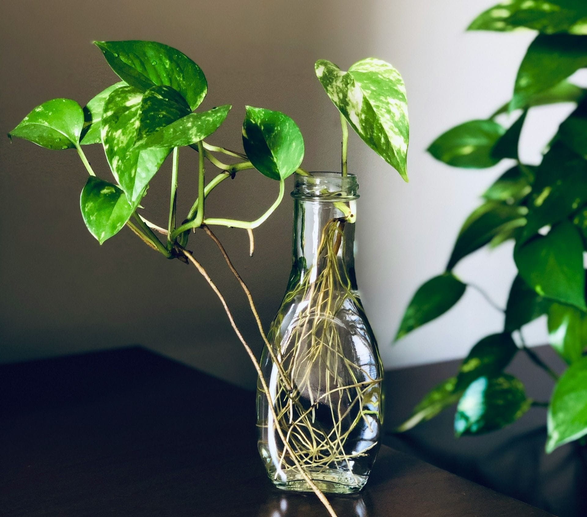 घर में ऑक्सीजन बढ़ाने वाले पौधे