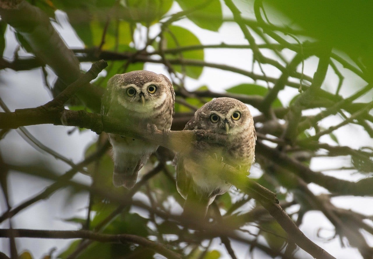 Worlds Top 10 Rarest Birds: Forest Owlet