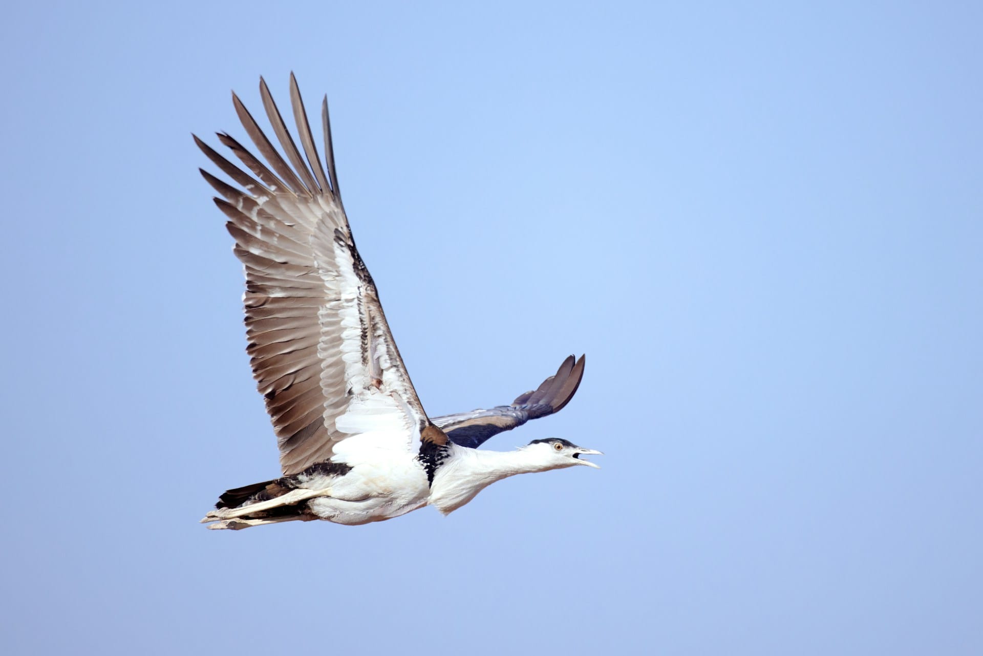 Worlds Top 10 Rarest Birds: Great Indian Bustard