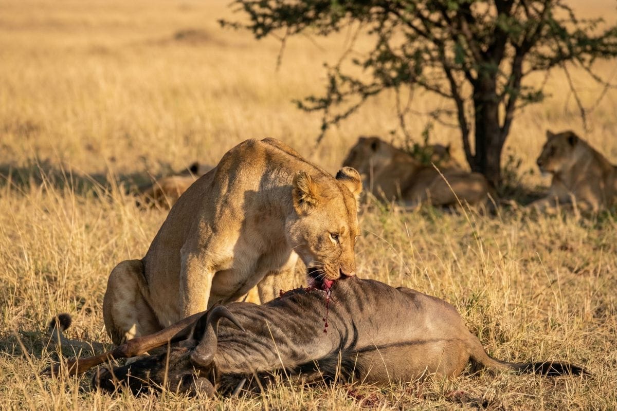 जानवर नमक कैसे खाते हैं