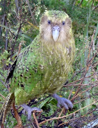 Worlds Top 10 Rarest Birds: Kakapo (Owl Parrot)