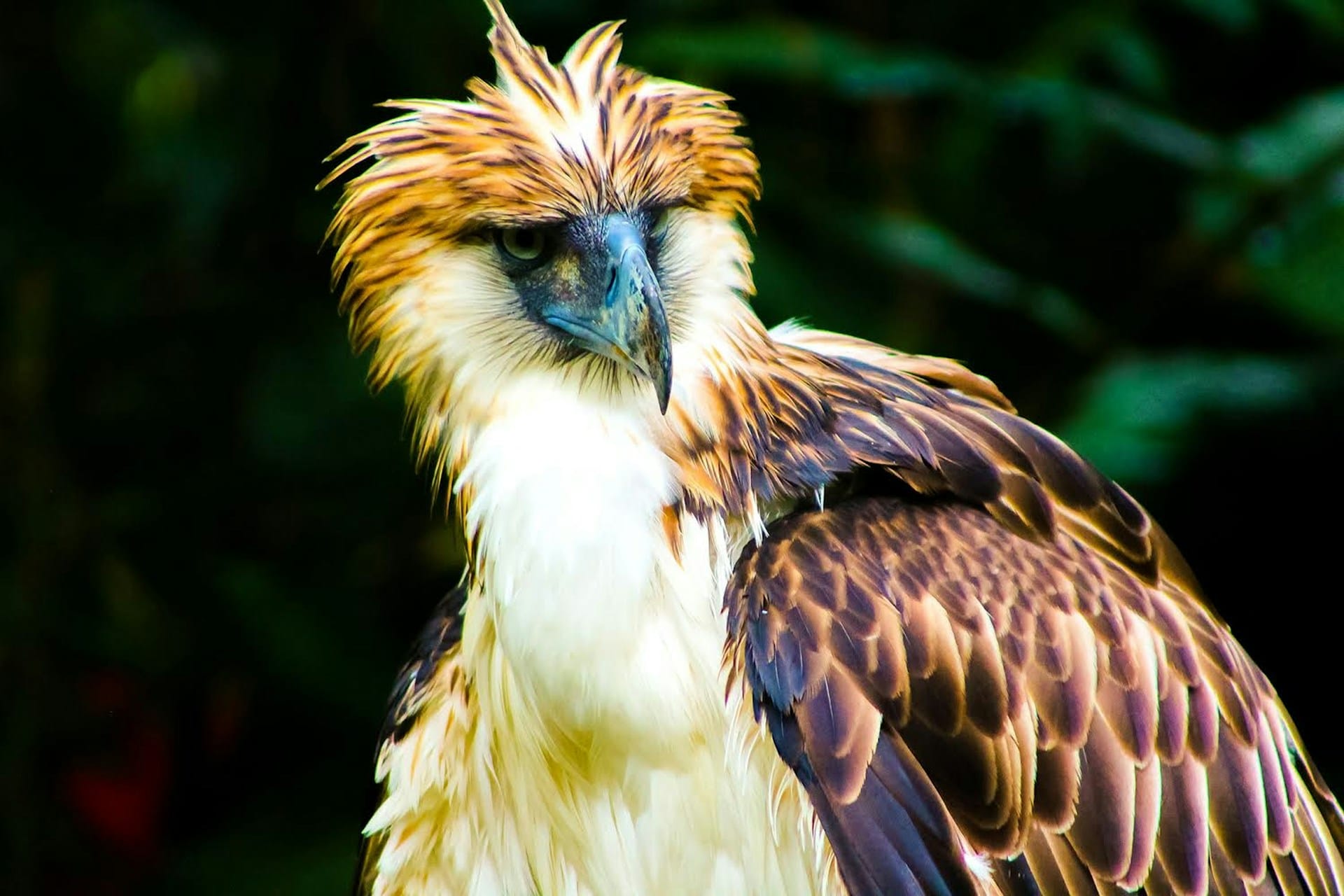 Worlds Top 10 Rarest Birds: Philippine Eagle