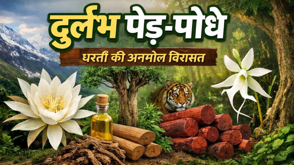 दुर्लभ पेड़ पौधे