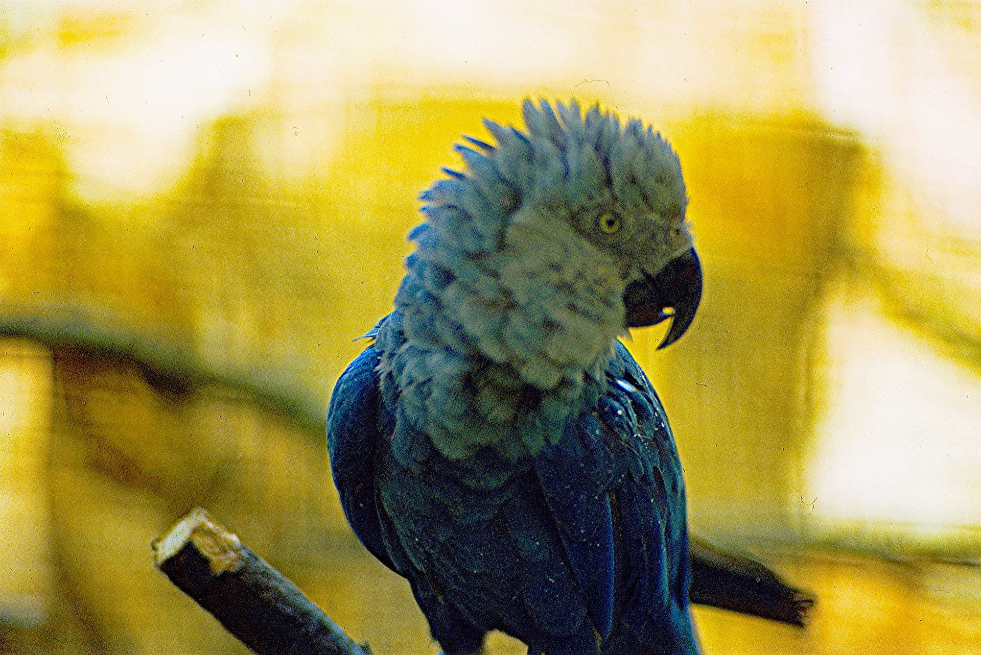 Worlds Top 10 Rarest Birds: Spix’s Macaw