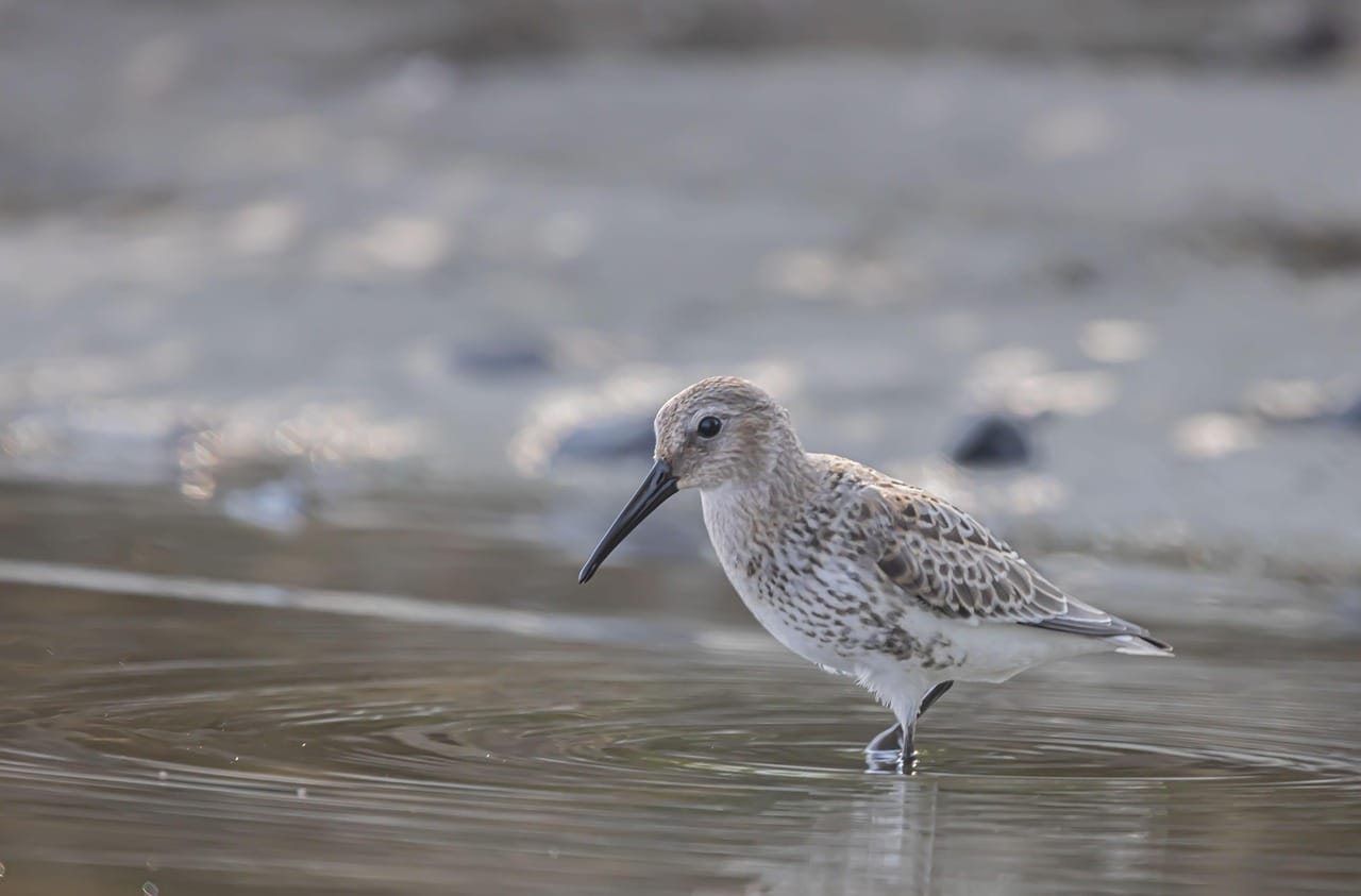 Worlds Top 10 Rarest Birds: Spoon-billed Sandpiper