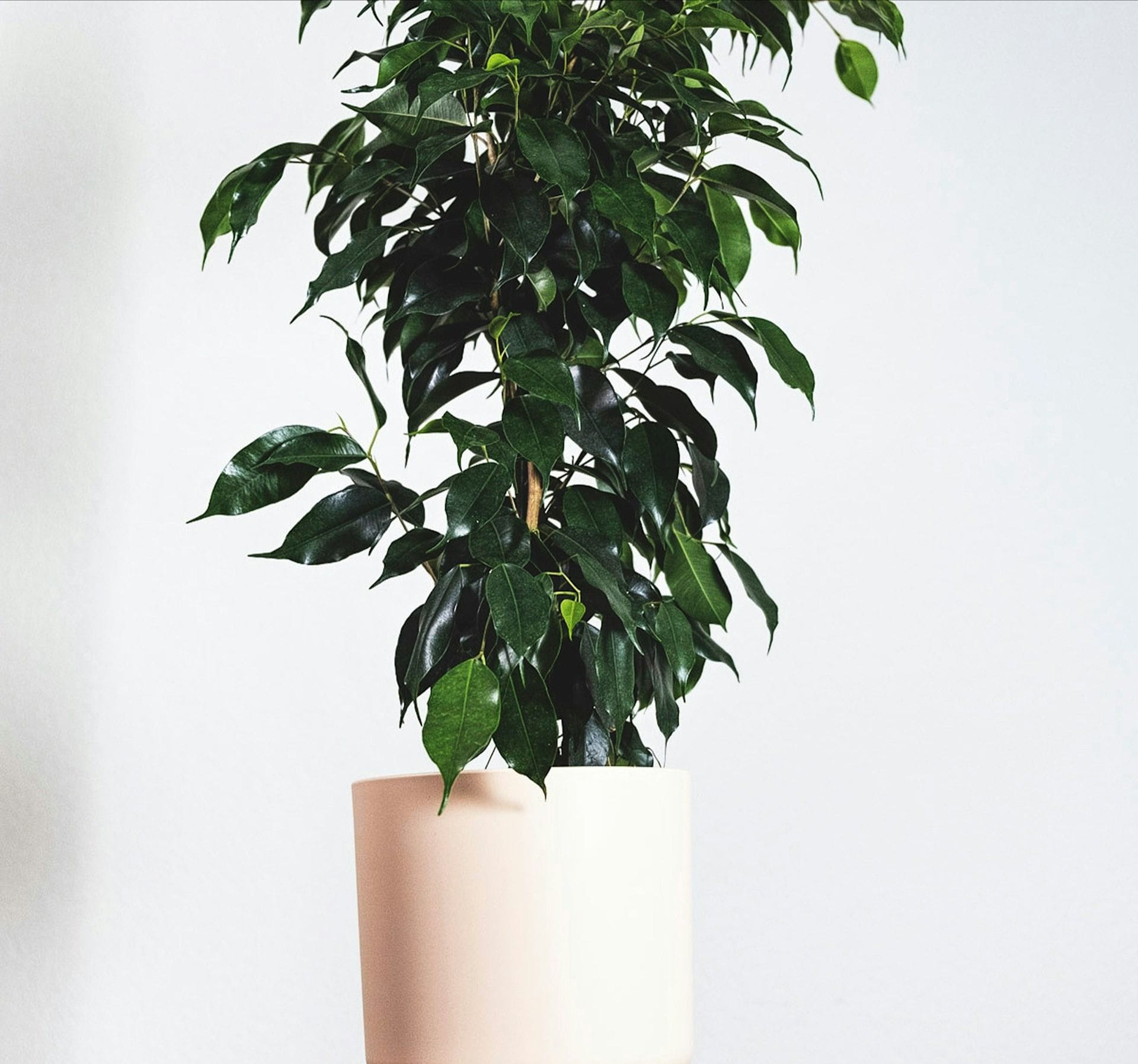 घर में ऑक्सीजन बढ़ाने वाले पौधे