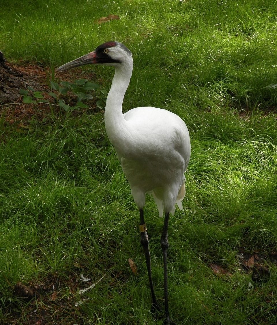 Worlds Top 10 Rarest Birds: Whooping Crane