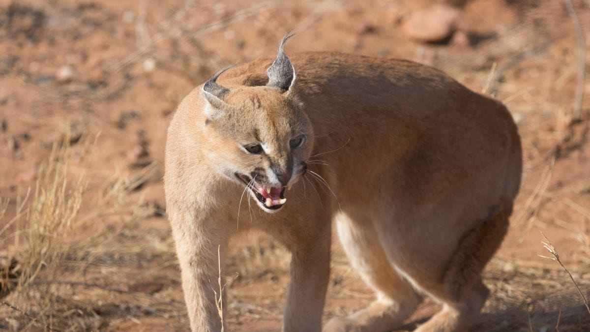 Caracal Cat Conservation in India