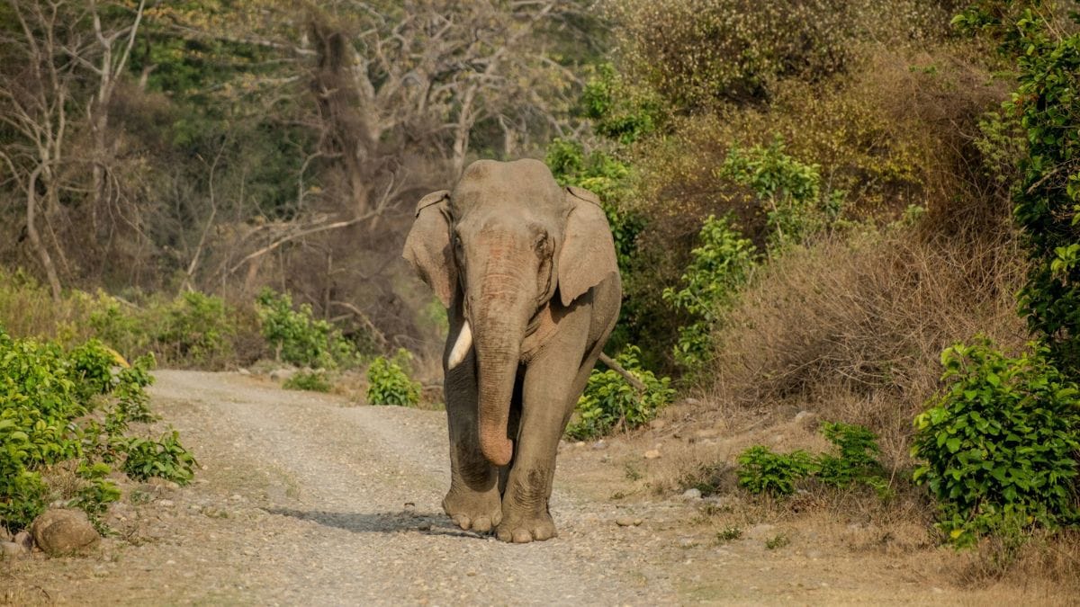 elephants corridor india