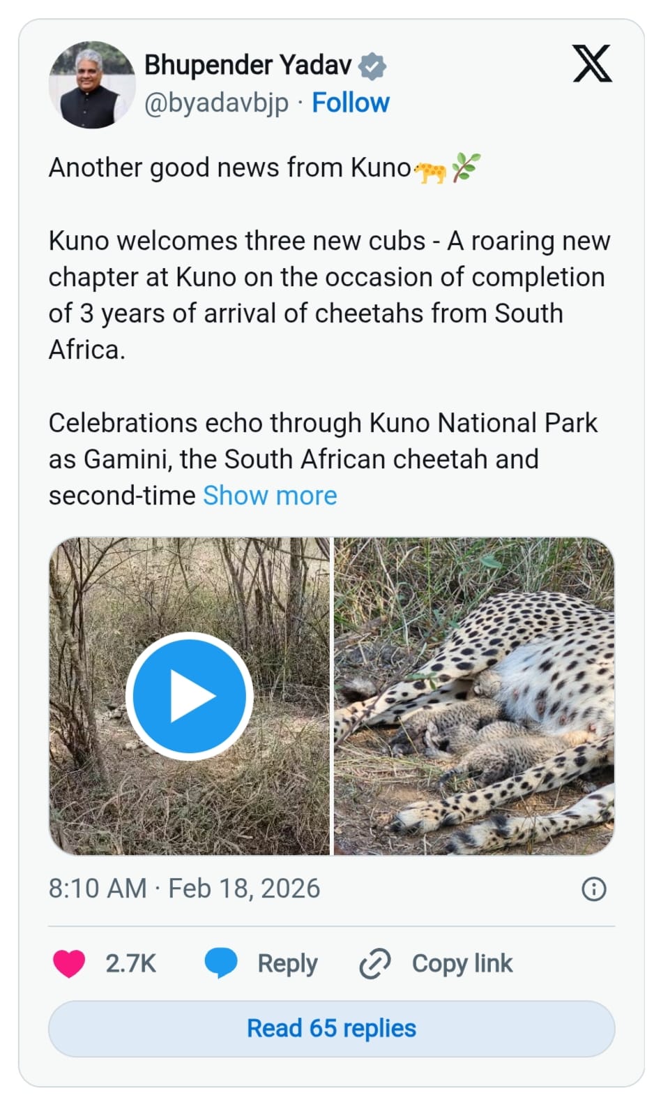 Gamini Cheetah Cubs birth in kuno