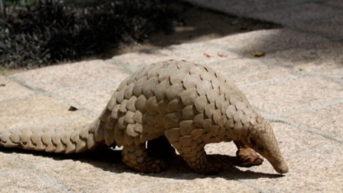 nagaland pangolin conservation