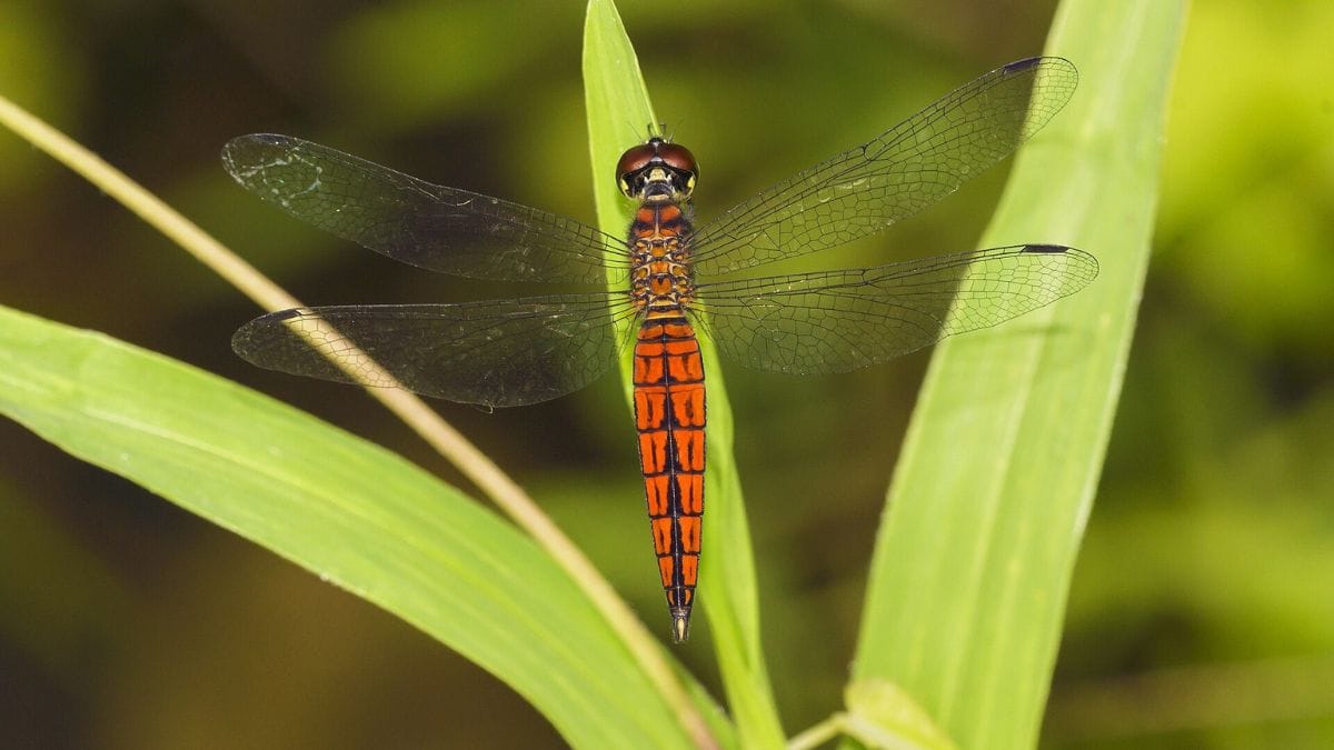 Lyriothemis keralensis