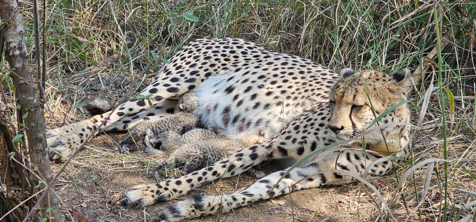 Gamini Cheetah Cubs birth in kuno