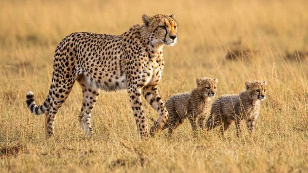 भारत में प्रोजेक्ट चीता की ताज़ा स्थिति 2026