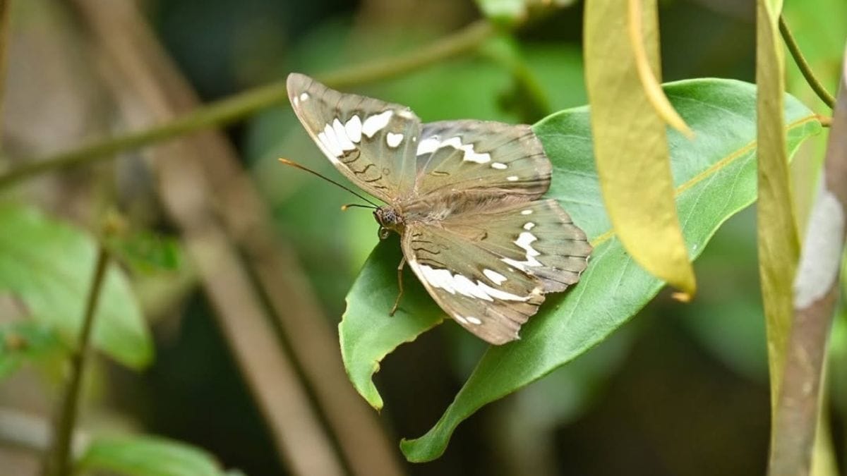 Zubeen Garg Butterfly Discovery
