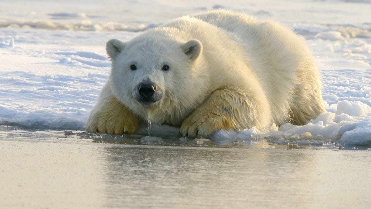 आर्कटिक से गायब हो रहे हैं ध्रुवीय भालू
