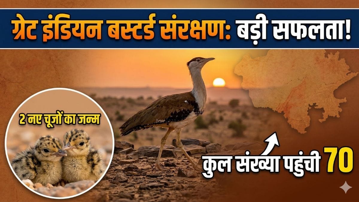 ग्रेट इंडियन बस्टर्ड संरक्षण