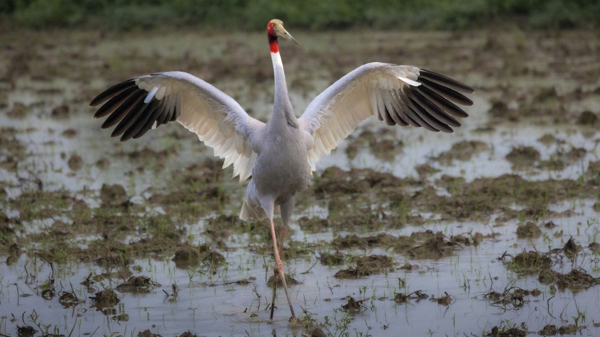 सारस संरक्षण
