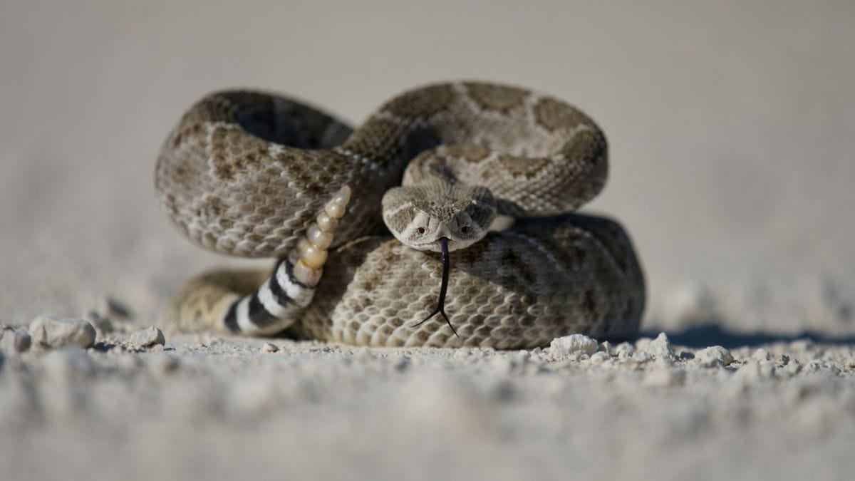 रैटलस्नेक से जुड़ी गलत धारणा