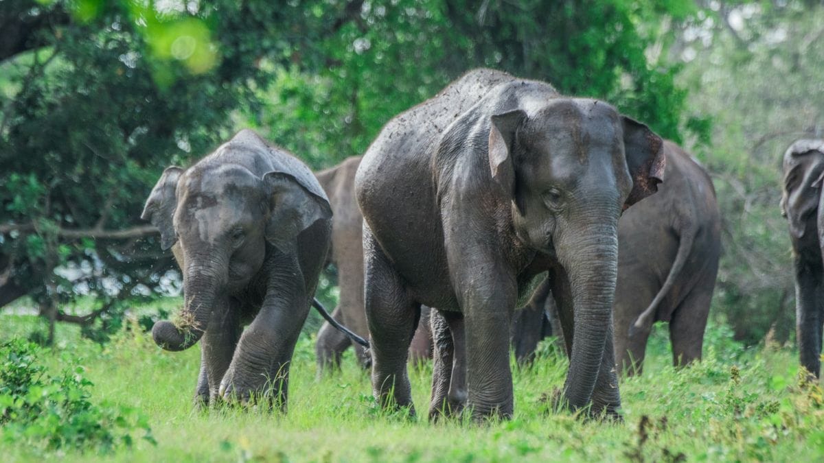 हाथी बचाओ दिवस