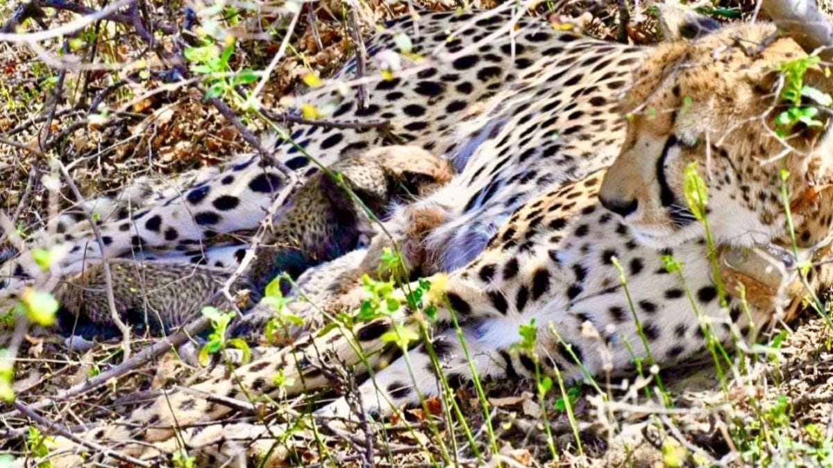 कुनो नेशनल पार्क चीता न्यूज