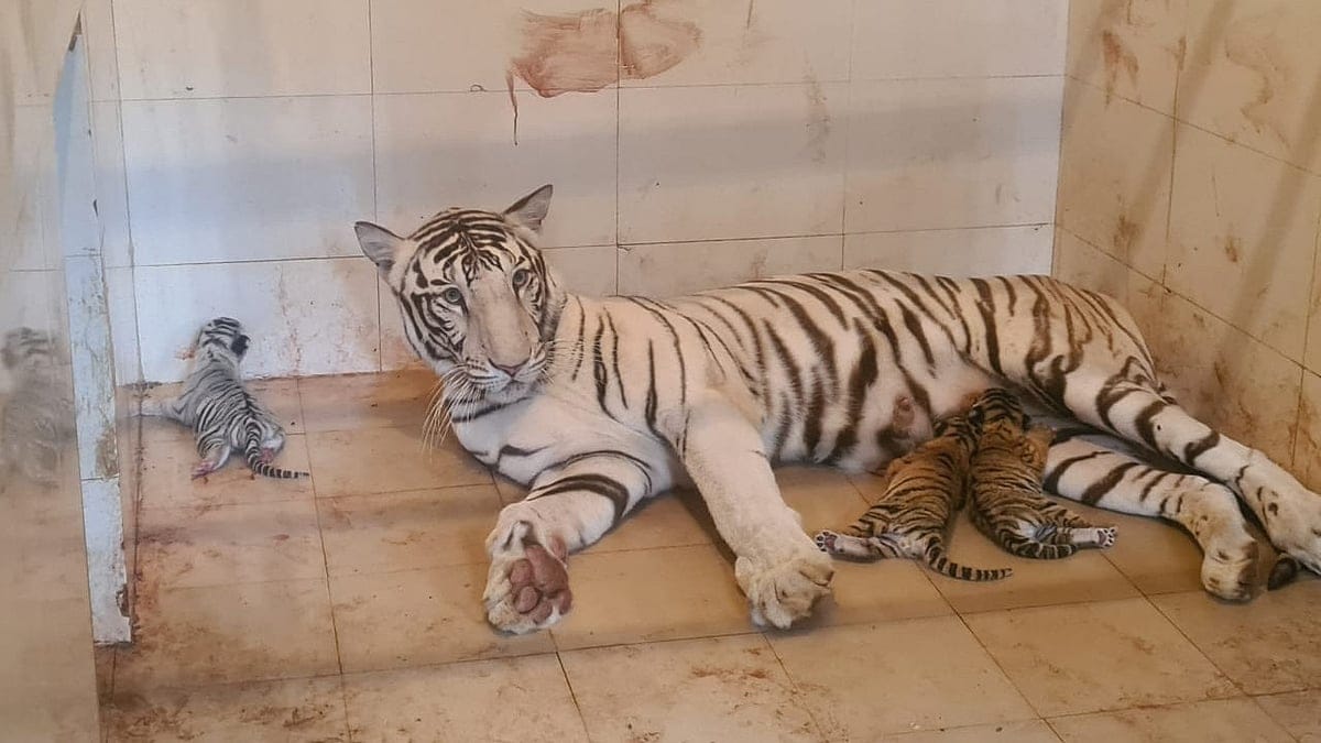 सफेद बाघिन मीरा