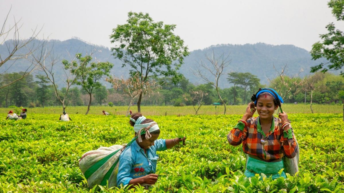 वन आधारित रोजगार में गिरावट