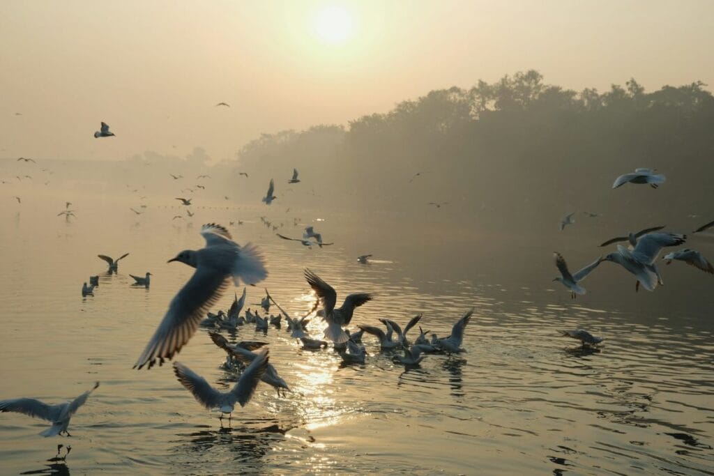 सर्दियों में भारत की झीलों और जलाशयों में डेरा डालते प्रवासी पक्षी