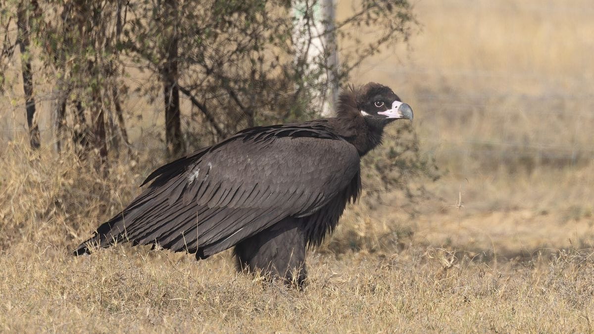 MP Vulture Migration