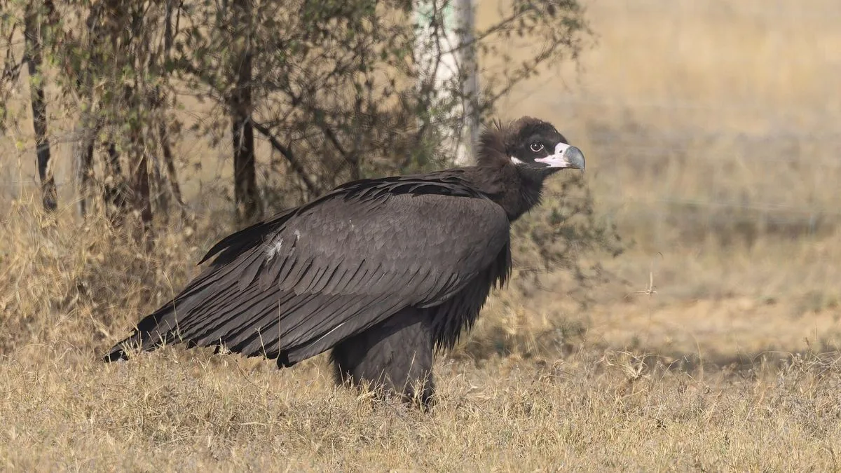 MP Vulture Migration