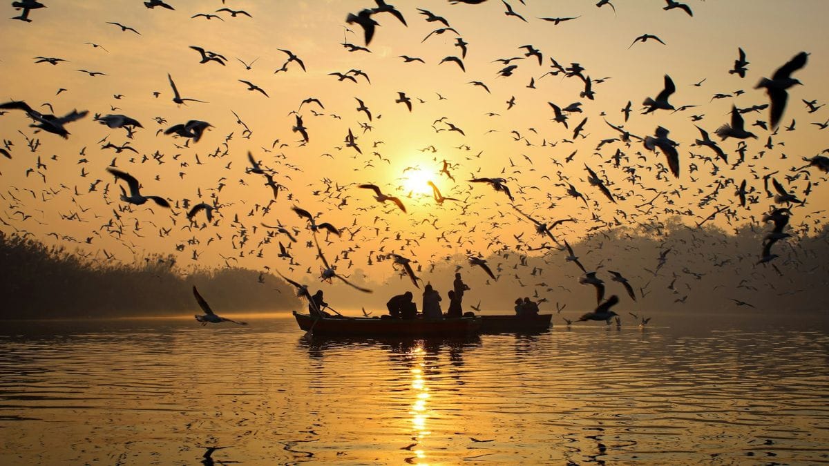 विश्व प्रवासी पक्षी दिवस: सूर्यास्त के समय उड़ान भरते हजारों प्रवासी पक्षियों का अद्भुत नजारा