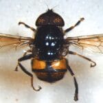 ZSI Scientists Discovered Two New Hoverfly Species in West Bengal, India