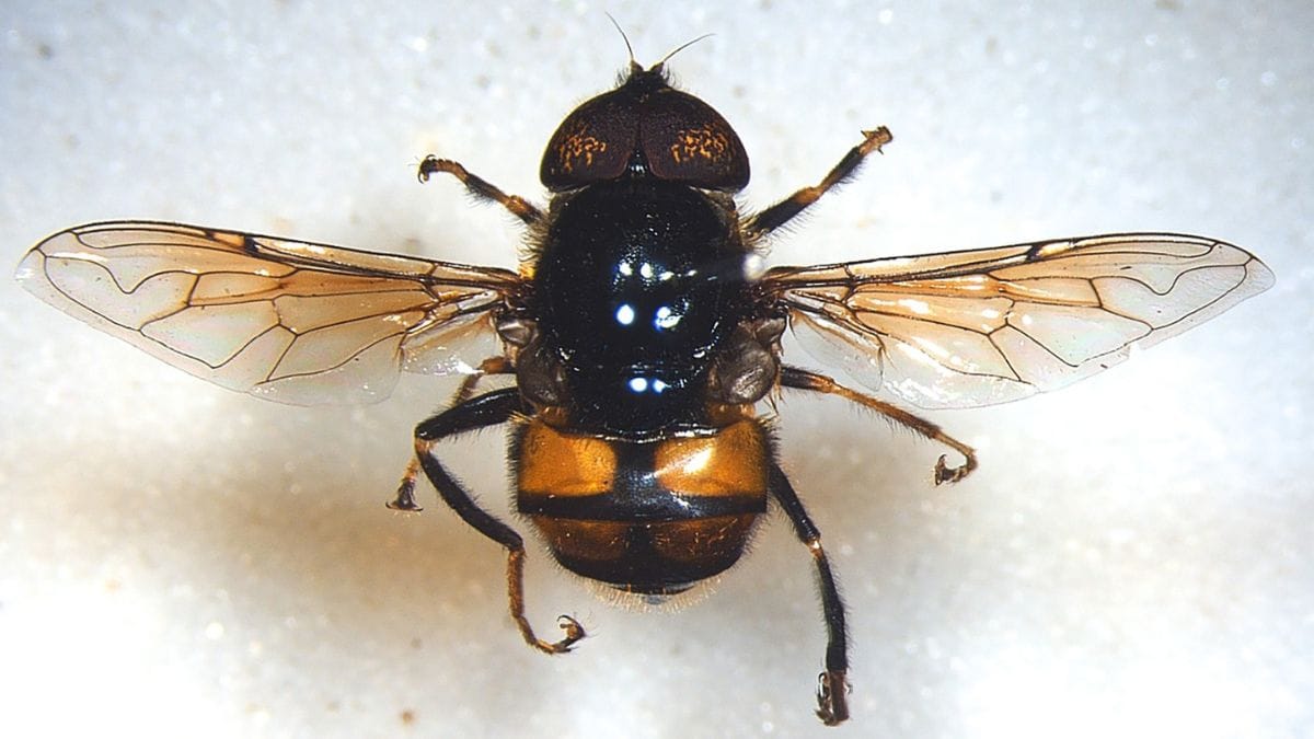 ZSI Scientists Discovered Two New Hoverfly Species in West Bengal, India